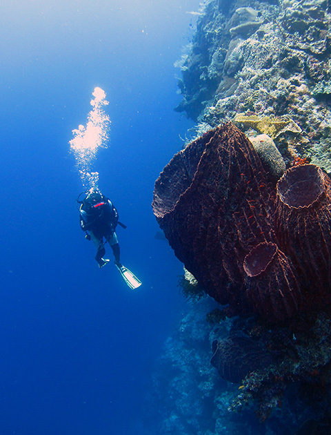 Banda Sea coral reef