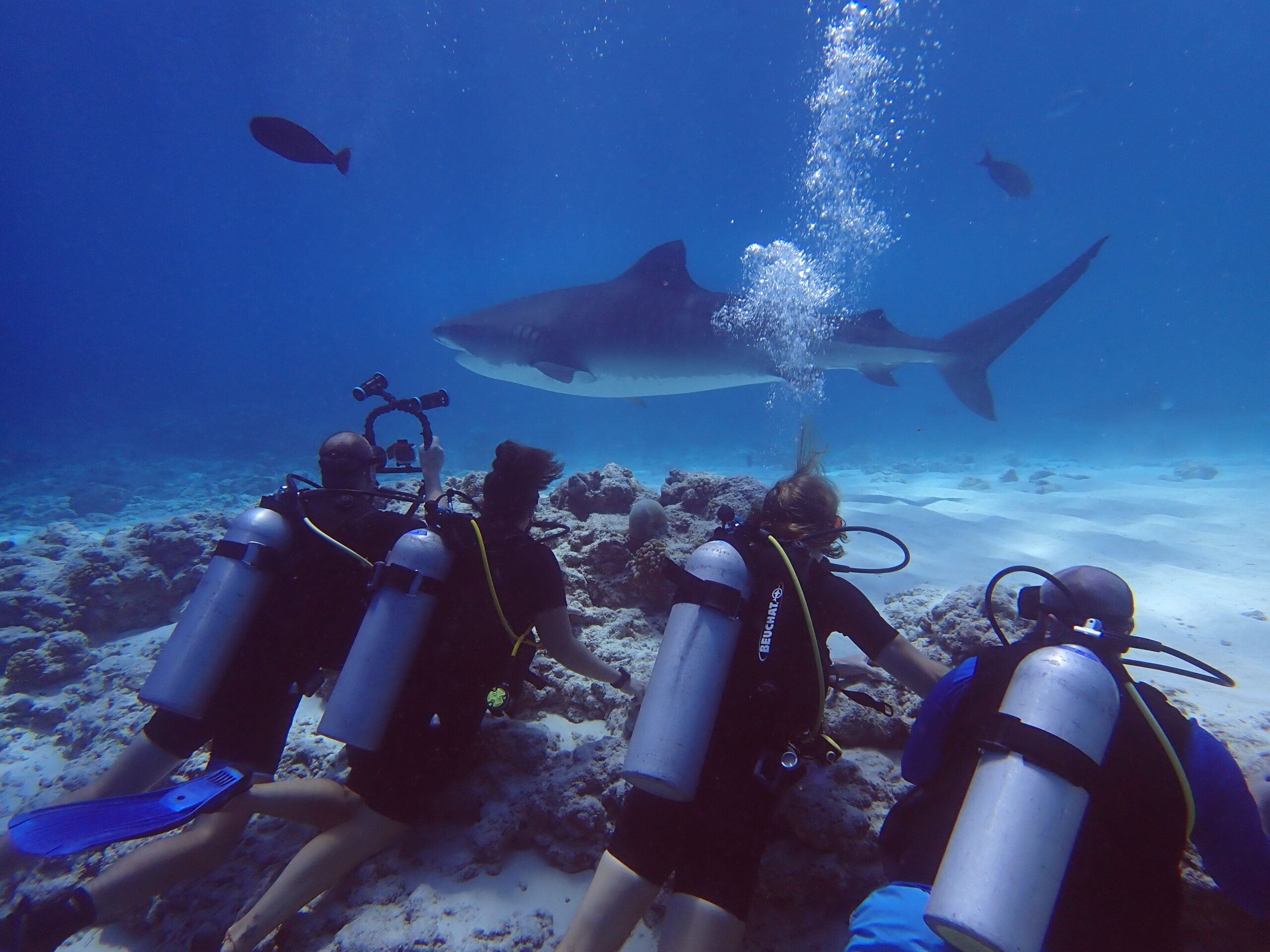 Coral reef in clear tropical water