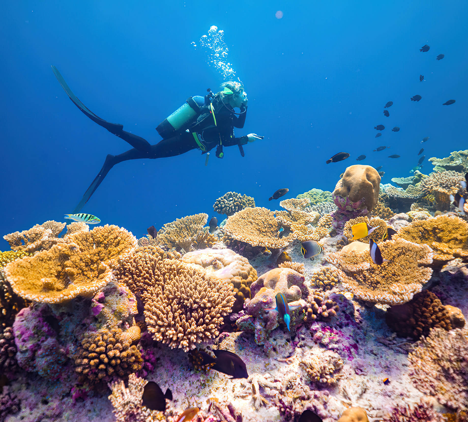 two people scuba diving underwater
