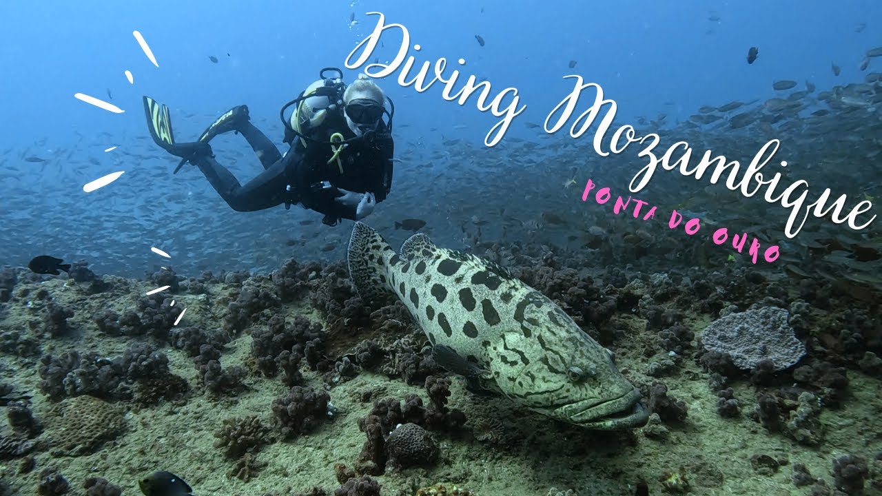 Diving in Mozambique