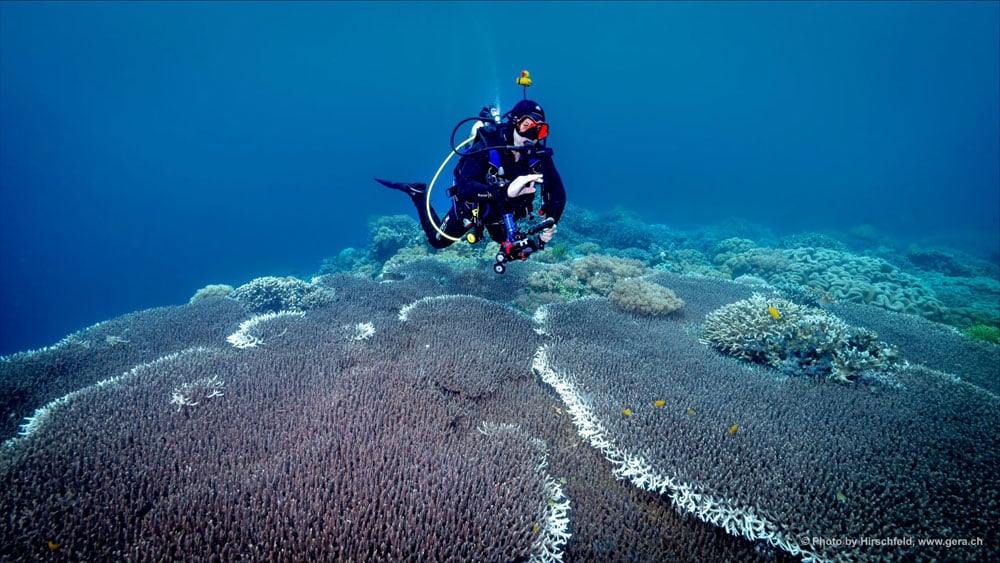 woman diving near coral reefs in body water