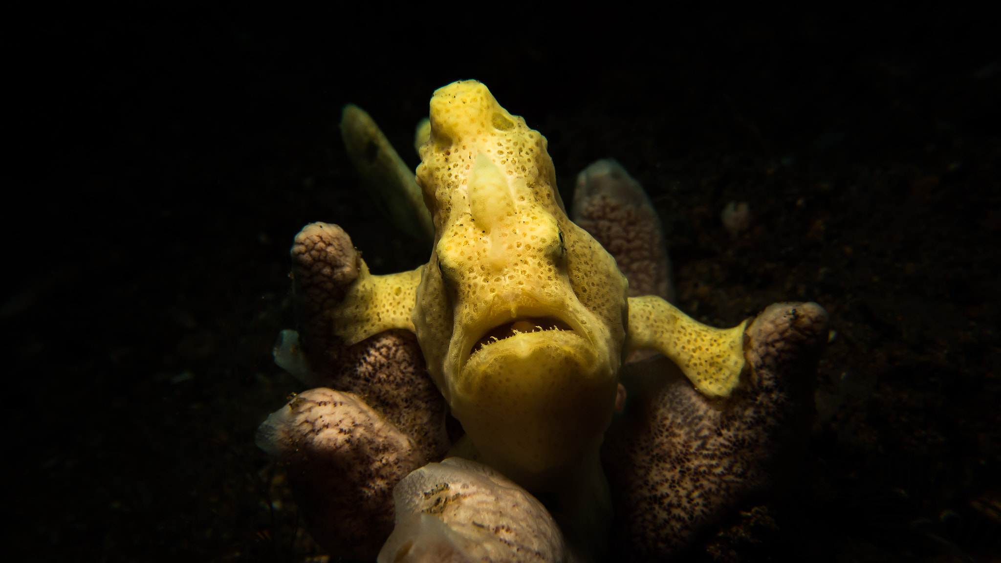 Diver swimming near coral in clear tropical water