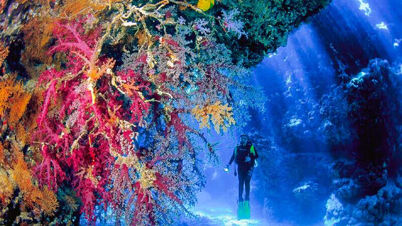 Soft coral and sea fan on Elphinstone Reef in the Red Sea