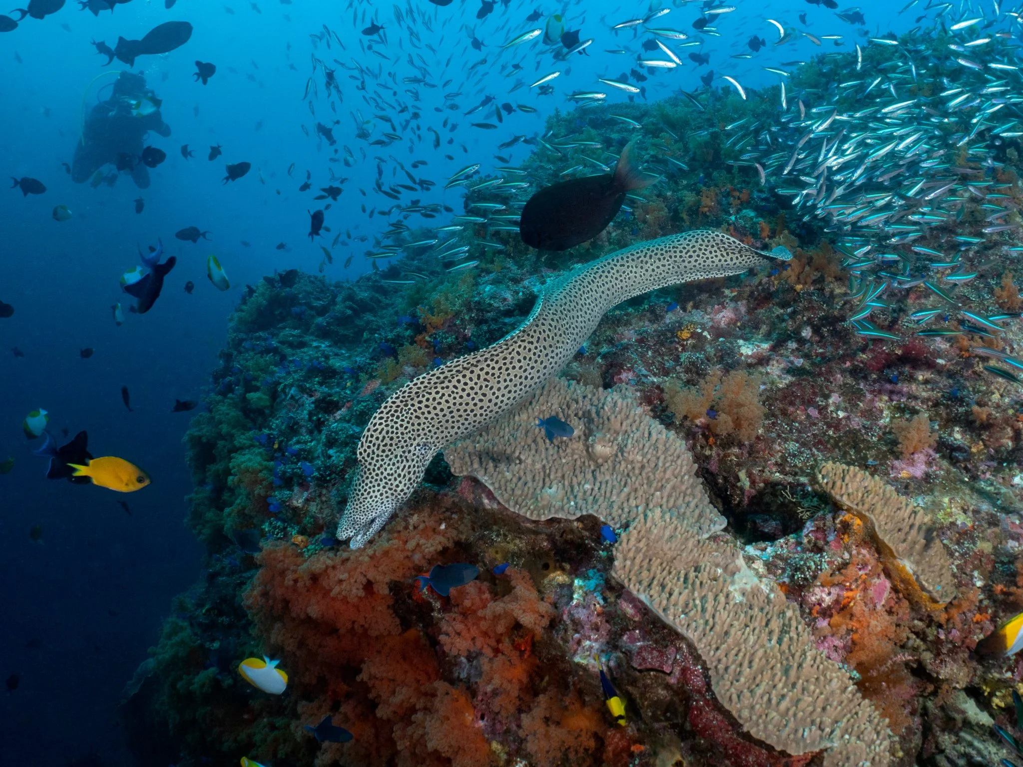 underwater scene with coral and marine life