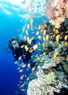 Soft coral encrusted wreck structure on the Big Brother wall — the Numidia and Aida wrecks are among the Red Sea's most atmospheric wreck dives