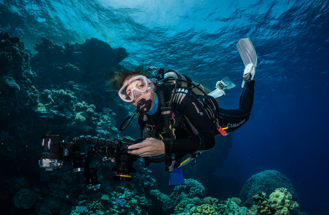 Sheer coral wall dropping into deep blue water at the Brothers Islands — the signature topography that makes these Egyptian Red Sea pinnacles a world-class pelagic diving destination