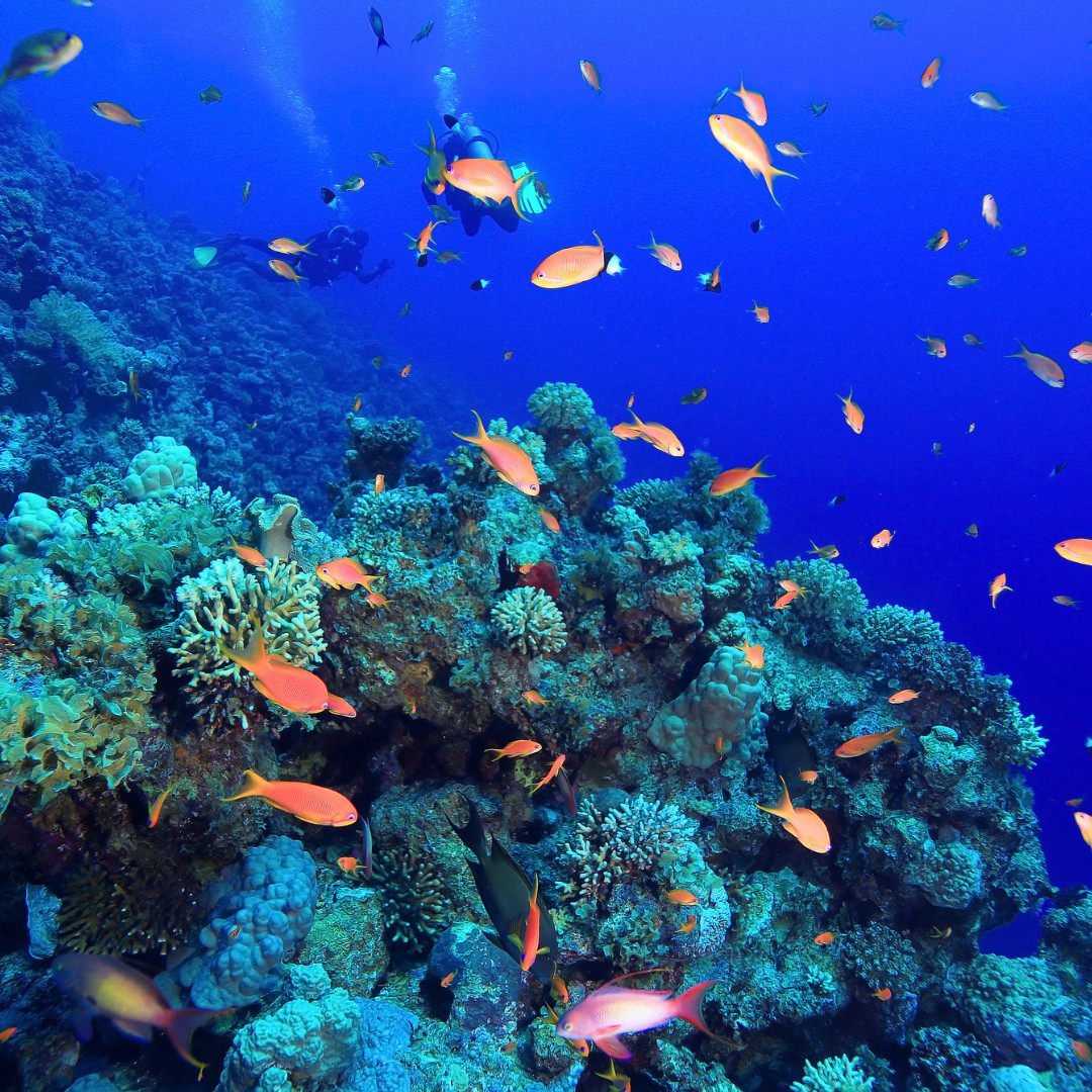 Divers prepare for their underwater adventure.