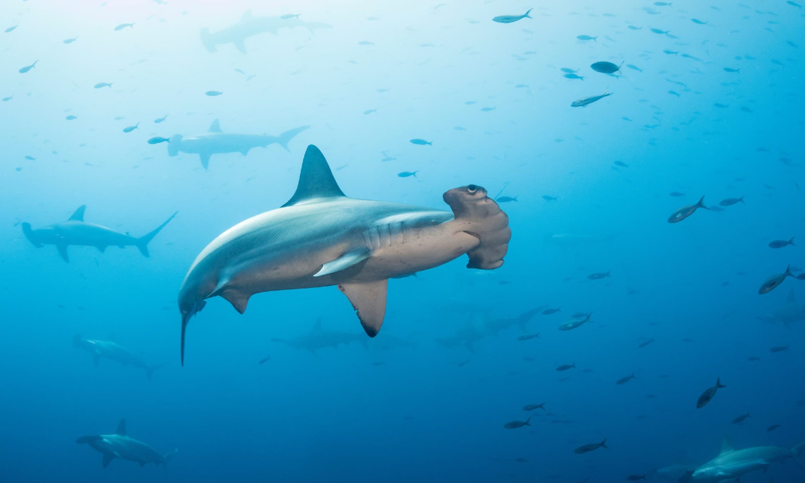 Wolf Island underwater — dense shark aggregations at cleaning stations