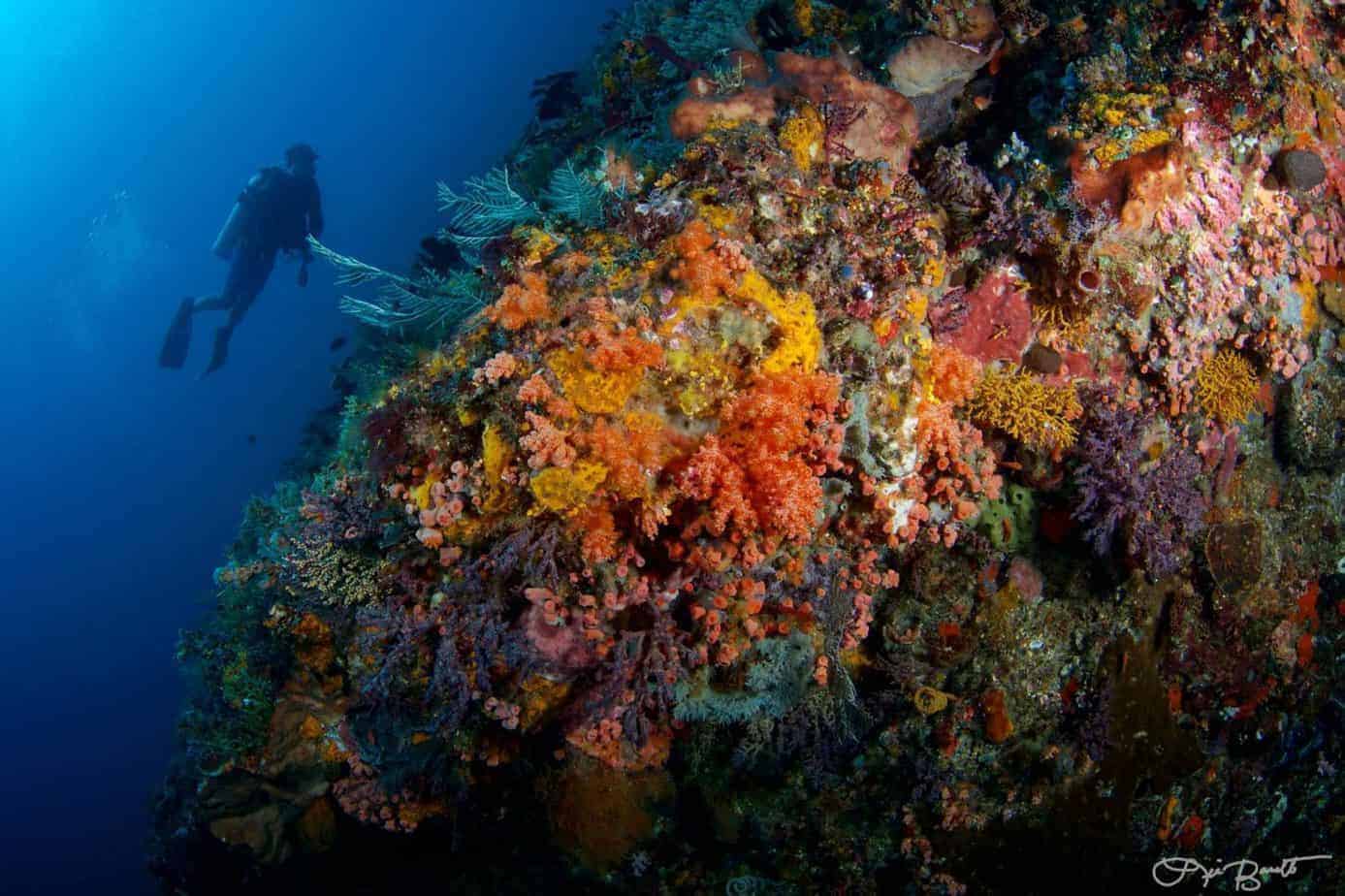 a large group of fish swimming over a coral reef