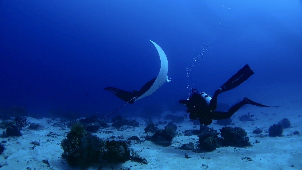 Schooling fish over coral reef in Komodo National Park