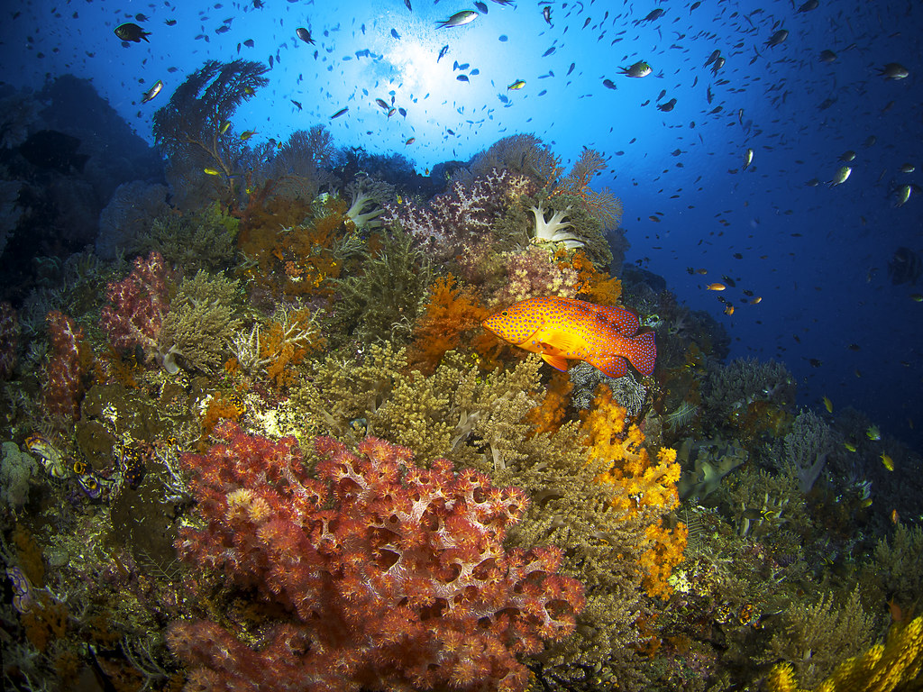 Misool soft coral reef wall in Raja Ampat