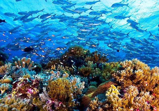 Pristine hard coral gardens with schooling fish — the kind of reef scenery found on the Ribbon Reefs outer wall dive sites