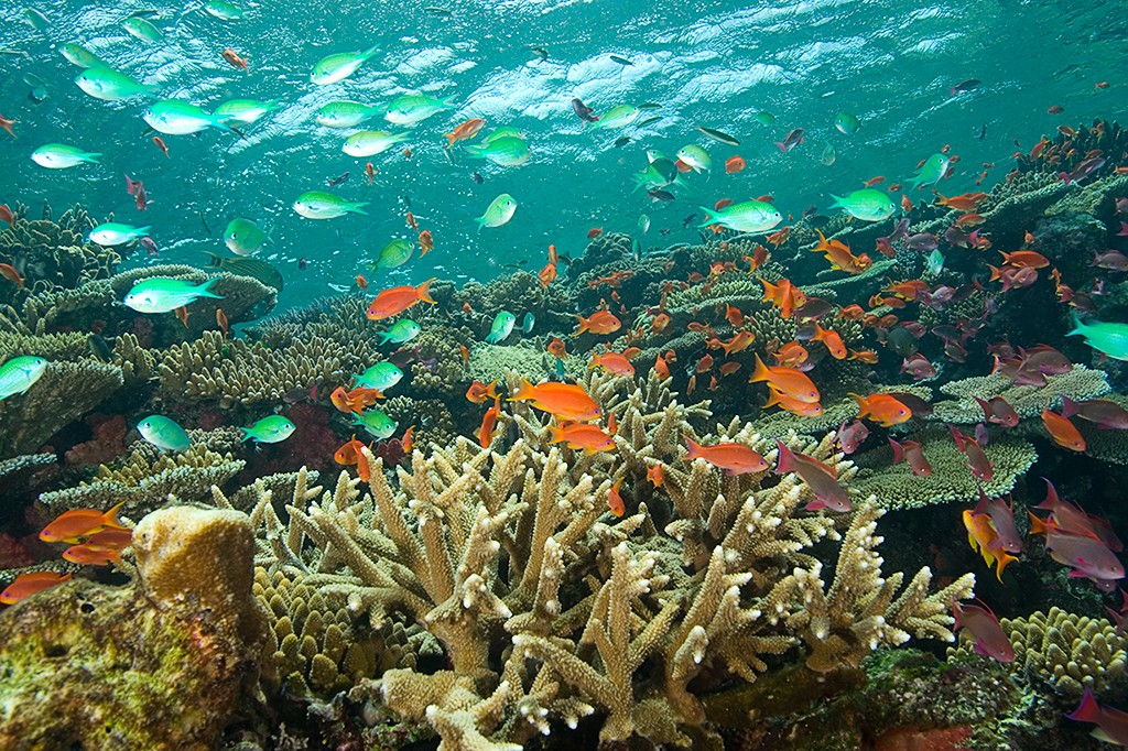 Shark diving at Beqa Lagoon, Fiji