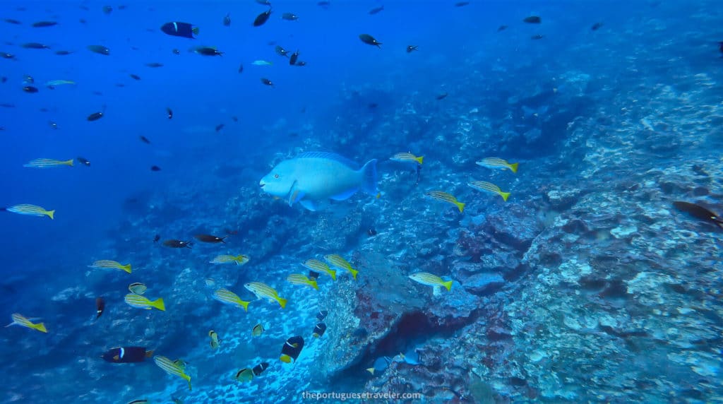Schooling fish and reef structures in clear tropical water