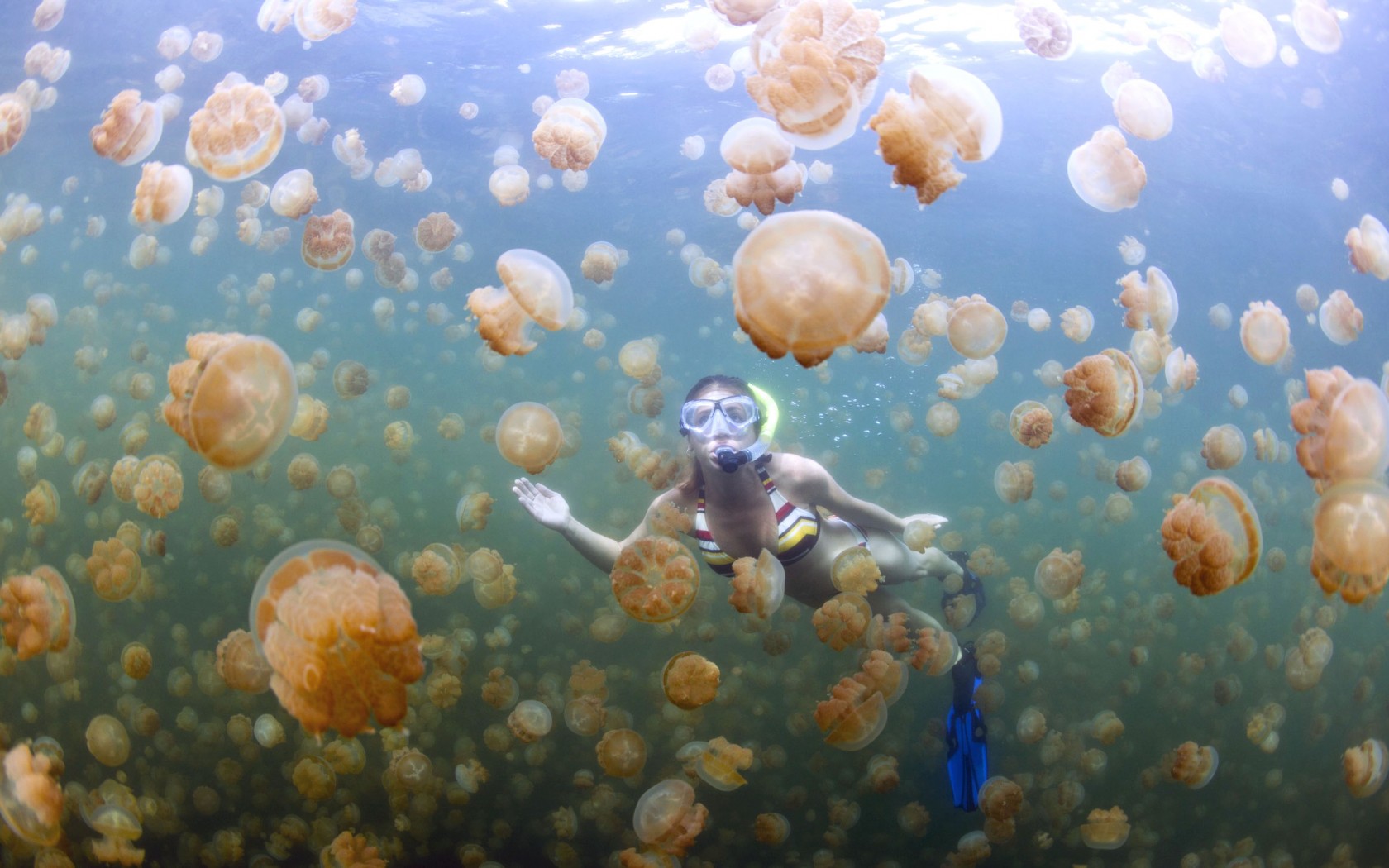 Jellyfish Lake, Palau - a unique snorkeling experience for beginners