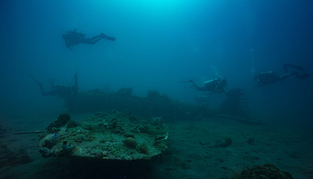 Vibrant coral bommie with schooling fish — representative of Triton Bay reef density and marine biomass