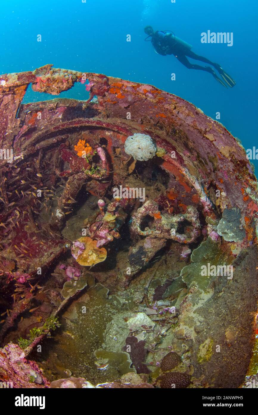 Soft coral gardens and gorgonian fans on a tropical reef wall — similar topography to Triton Bay signature sites