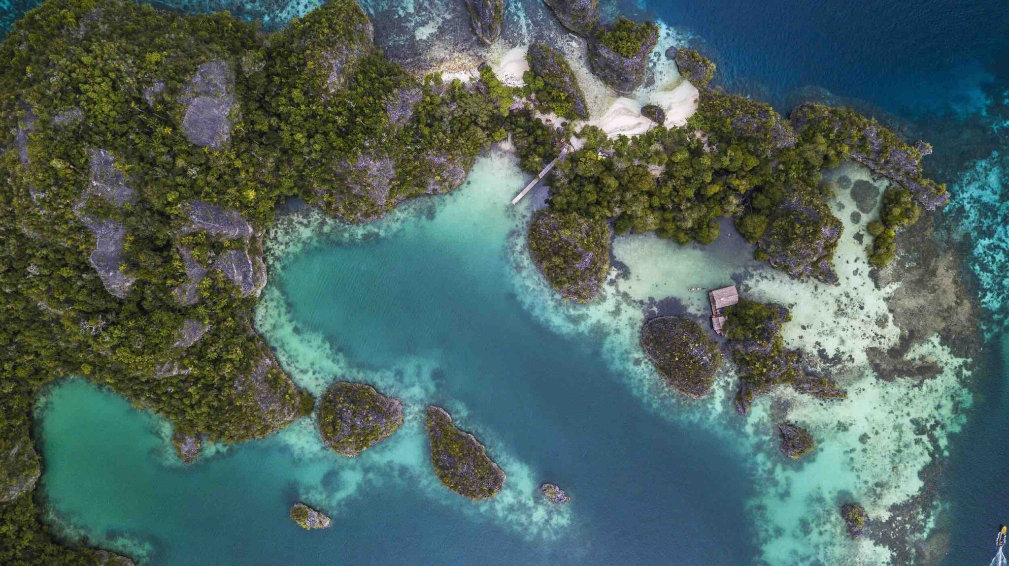 Vibrant coral garden in Raja Ampat — Melissa's Garden reef health
