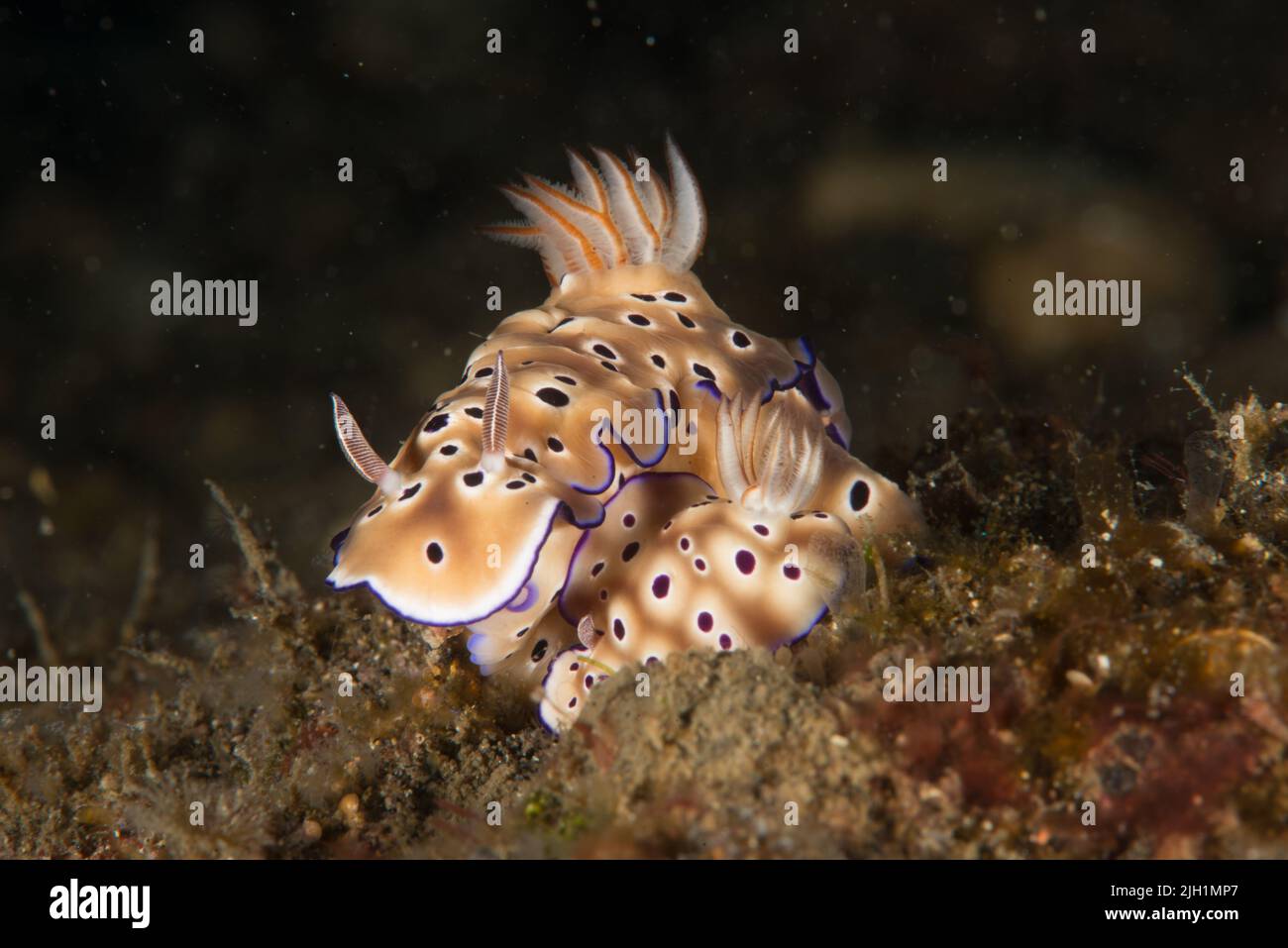 Coral reef with diverse marine life in clear water