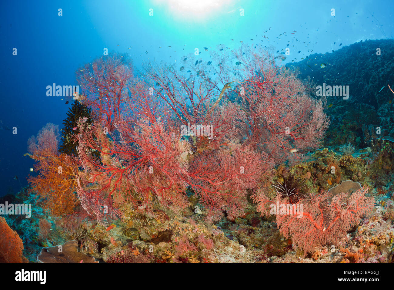 school of fish in water