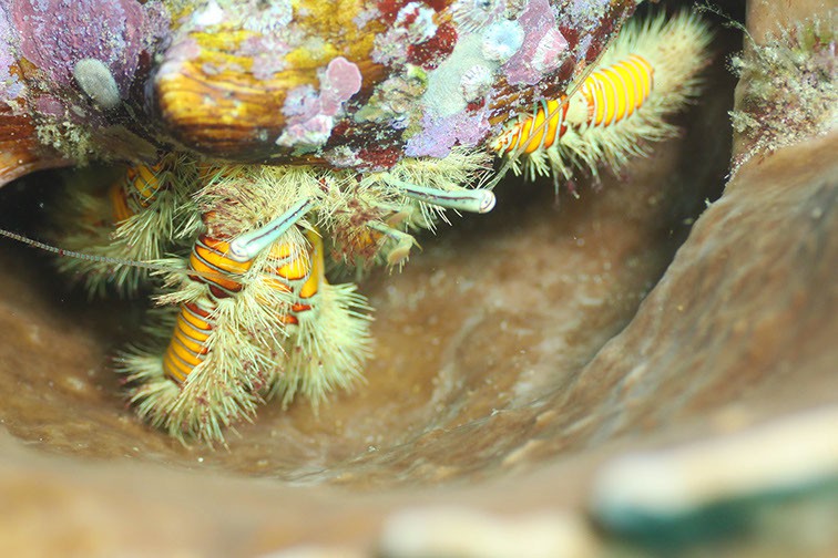 Diving at Ponta do Ouro, Mozambique