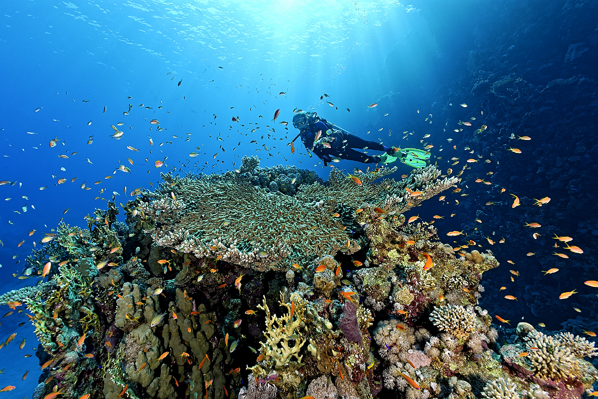 Dramatic underwater rock formation with marine life