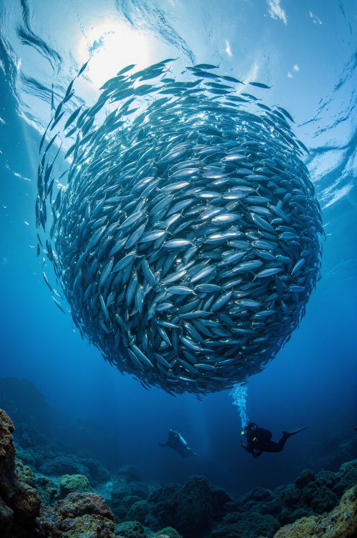 Schooling fish over a coral-covered reef wall — the kind of marine density found at Dahab's Canyon and Eel Garden dive sites