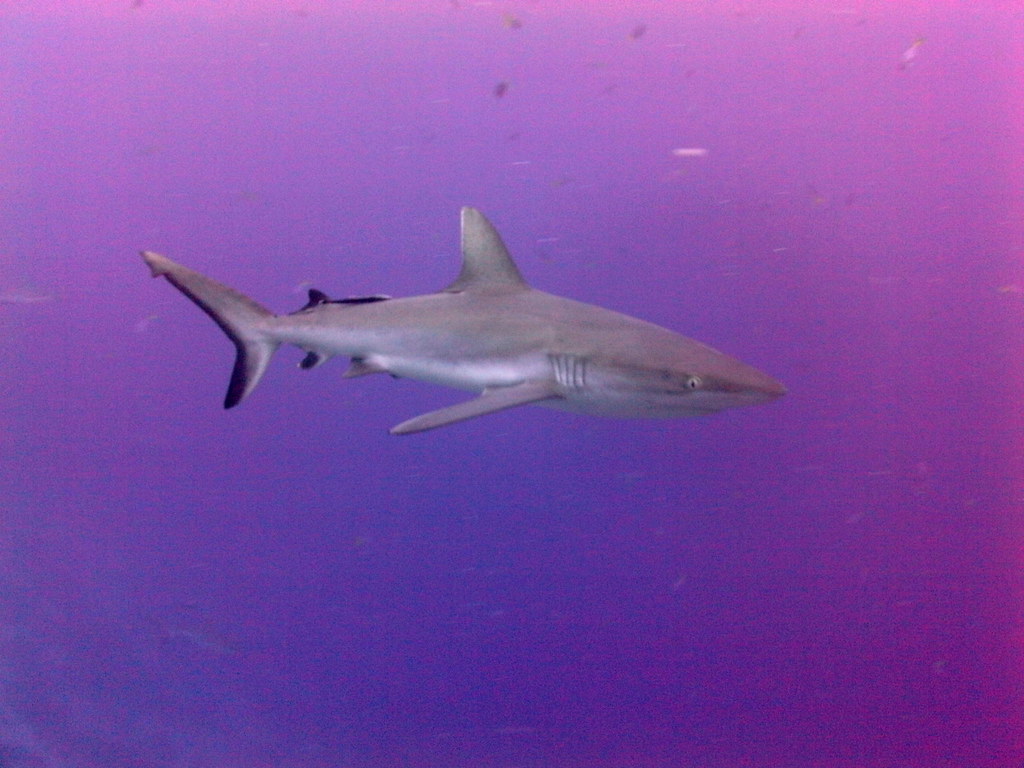 Channel dive with current and schooling fish