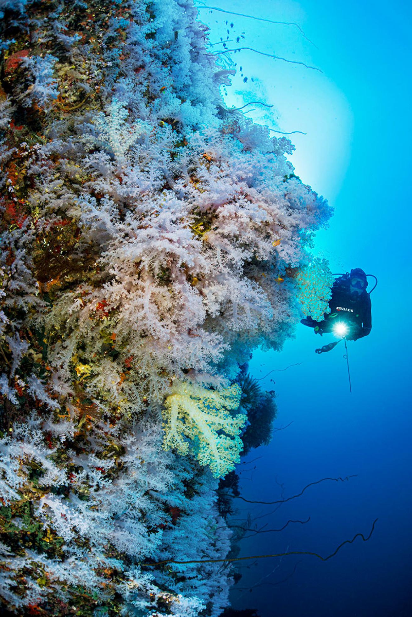 Soft coral and white wall diving in Fiji