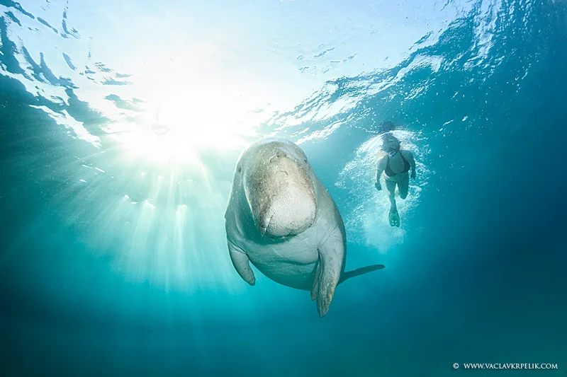 marine life underwater