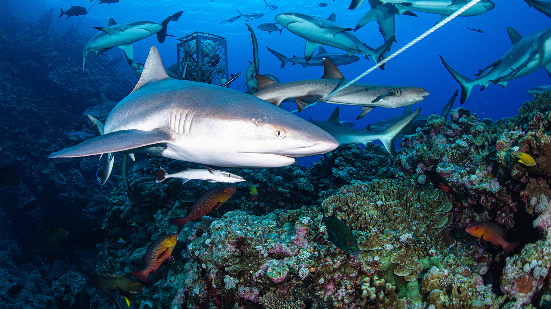 Reef shark swimming over coral in Caribbean waters